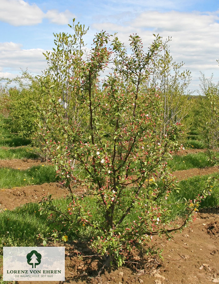 Malus 'Bob White'