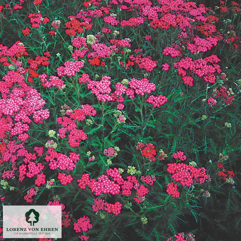 Achillea millefolium 'Cerise Queen'