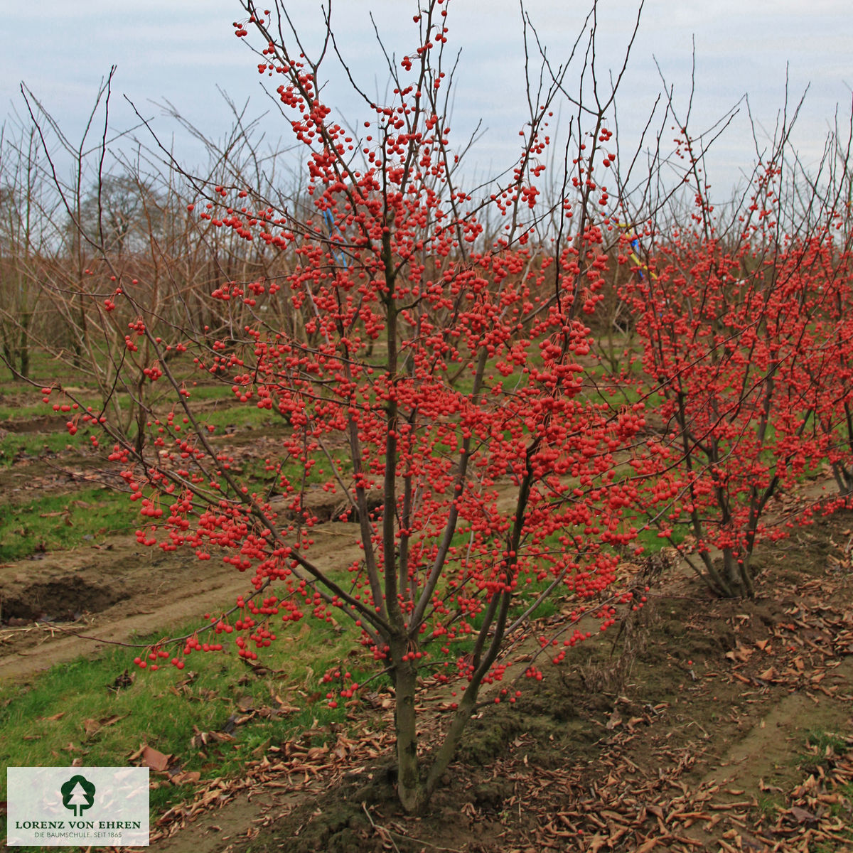 Malus 'Red Jewel'