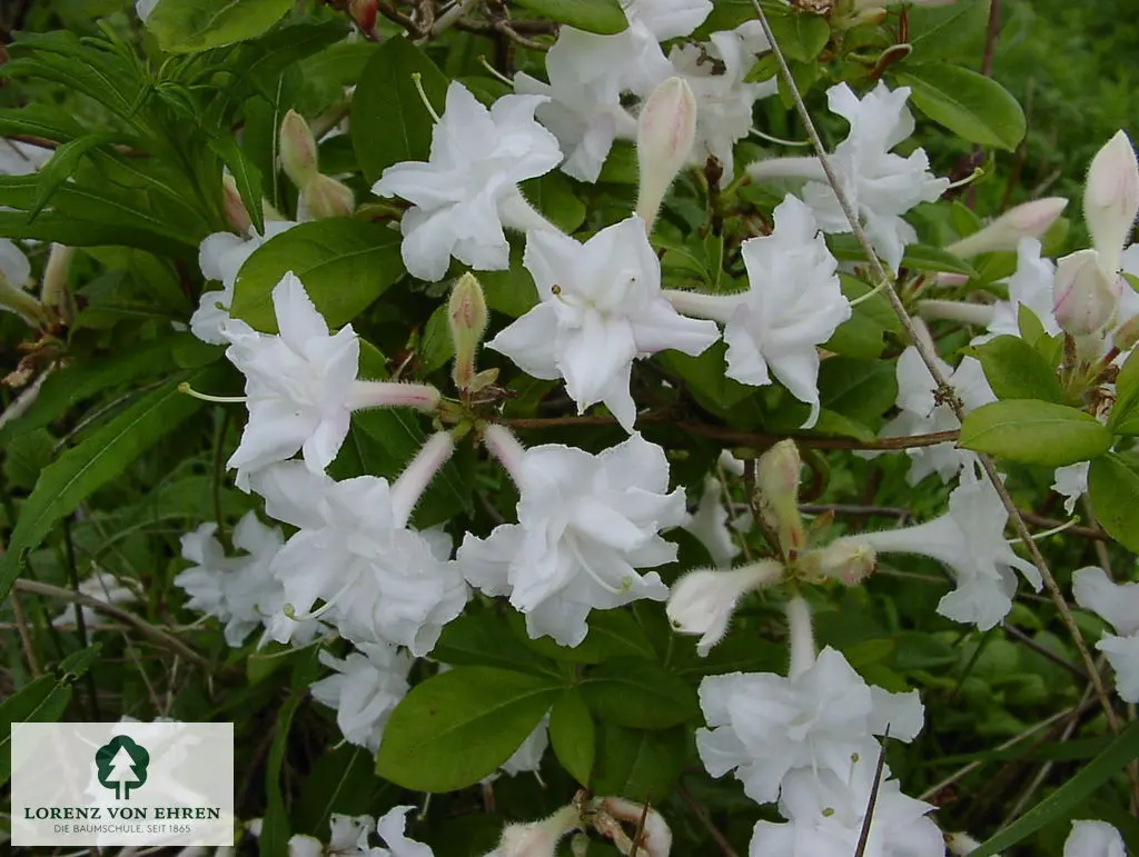 Rhododendron Azalea 'Whitethroat'