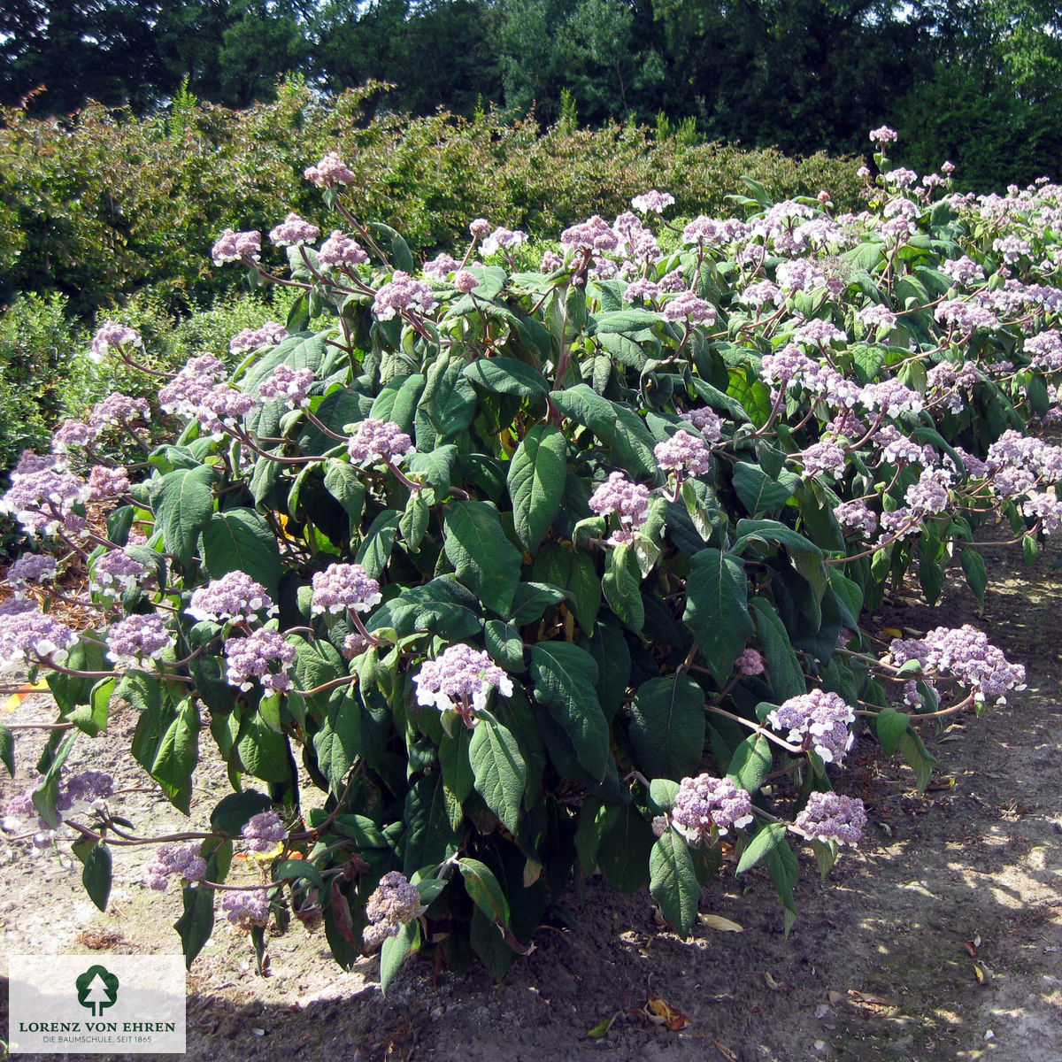 Hydrangea aspera 'Macrophylla'