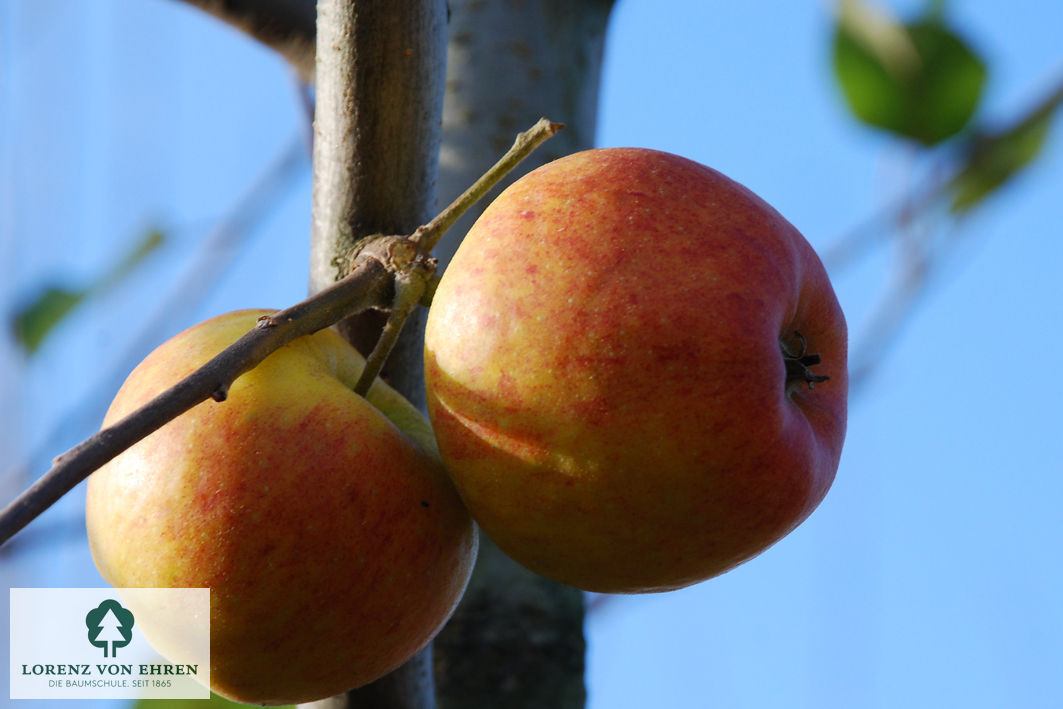 Malus domestica 'Pilot'