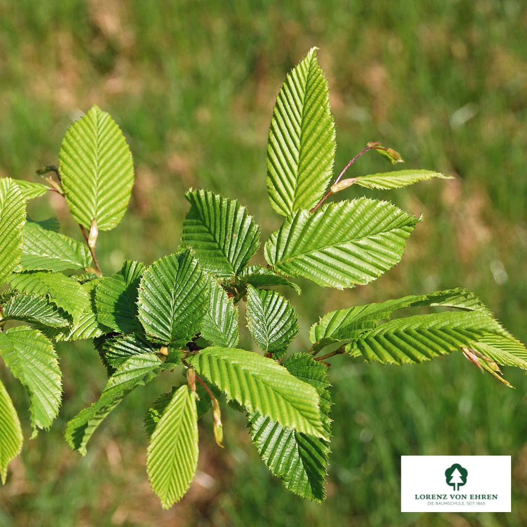 Carpinus betulus