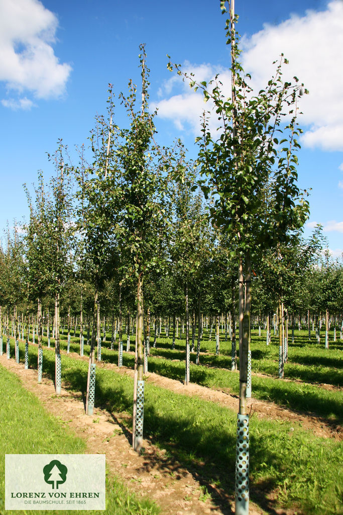 Pyrus communis 'Gute Luise von Avranches'