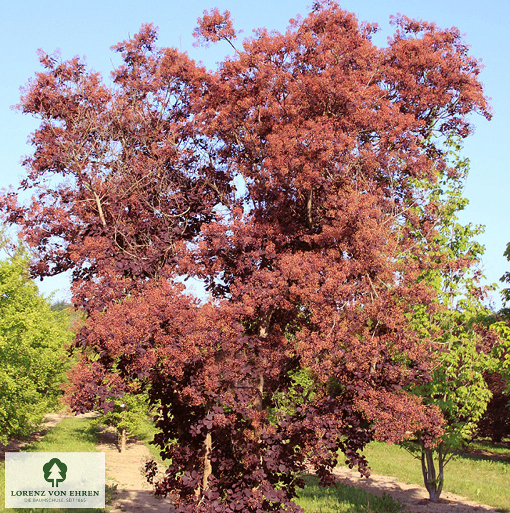 Cotinus coggygria 'Royal Purple'