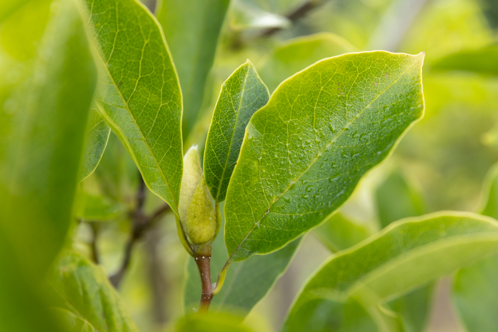 Magnolia soulangeana Bonsai