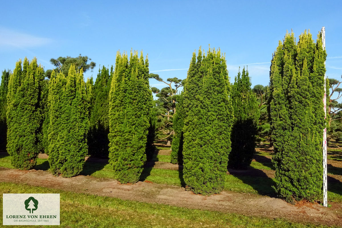 Taxus baccata 'Fastigiata Aureomarginata'