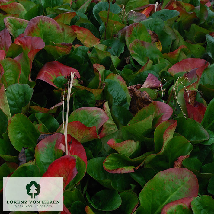 Bergenia Hybride 'Eroica'