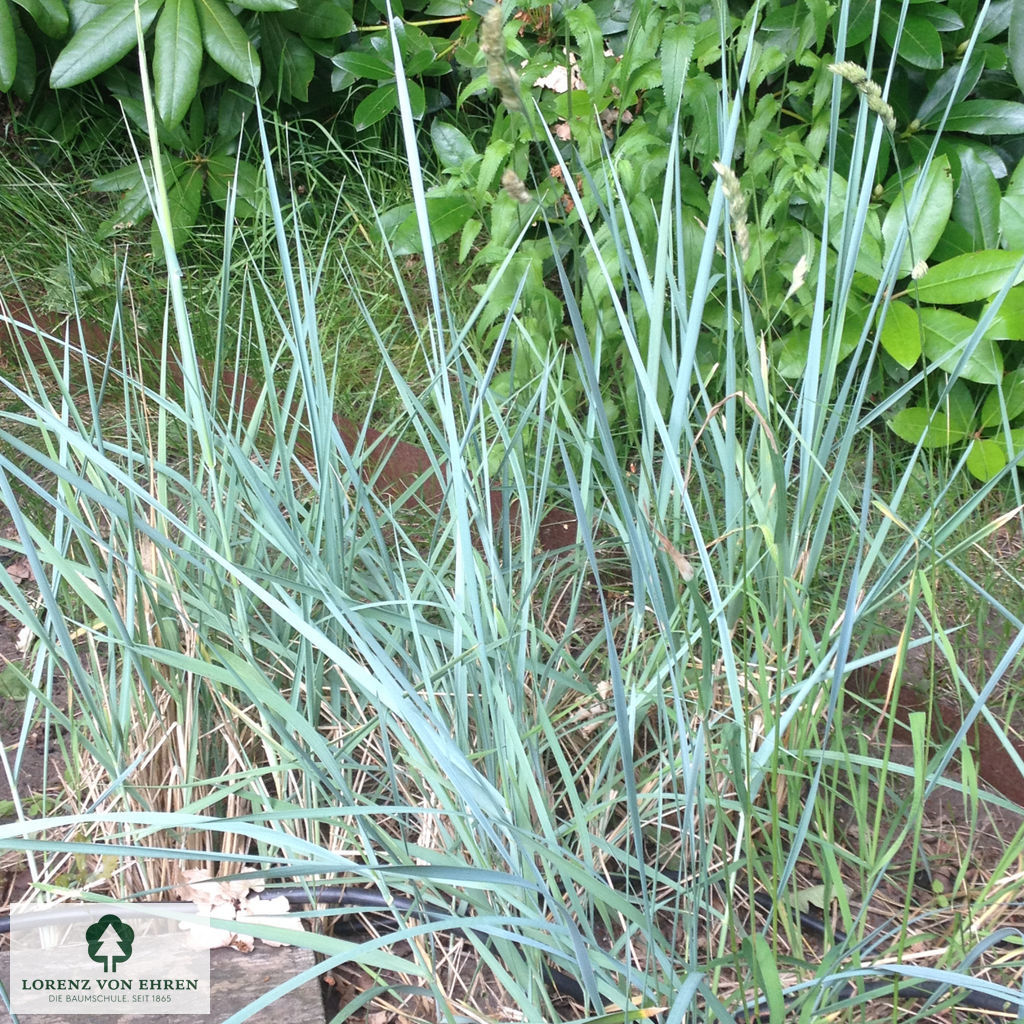 Leymus arenarius Baumschule LvE