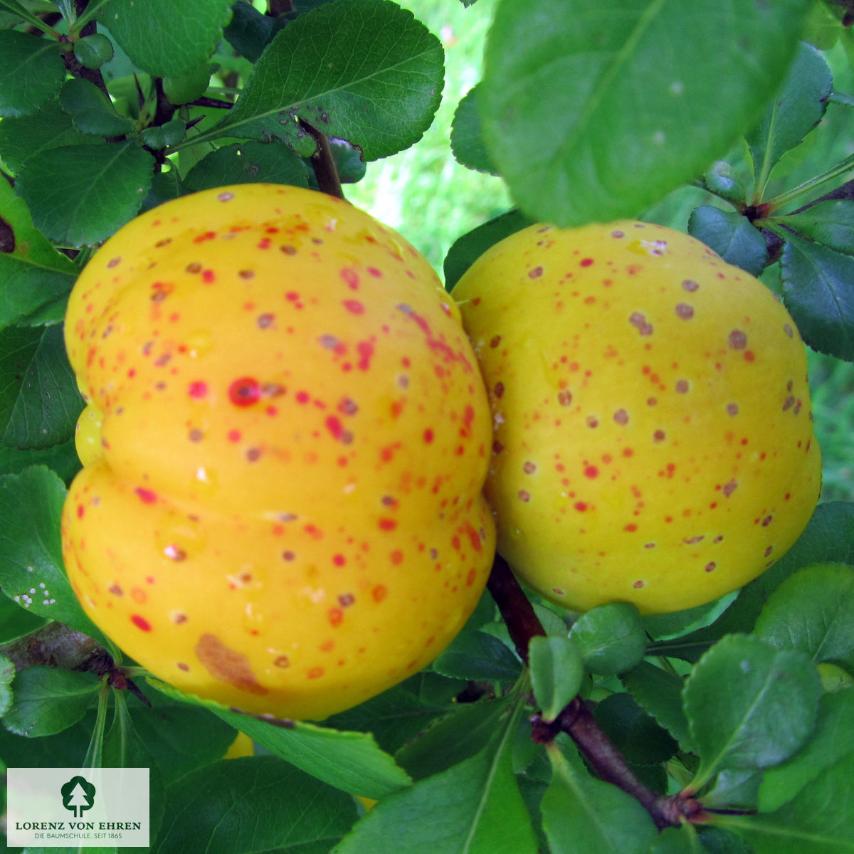 Chaenomeles japonica 'Cido'