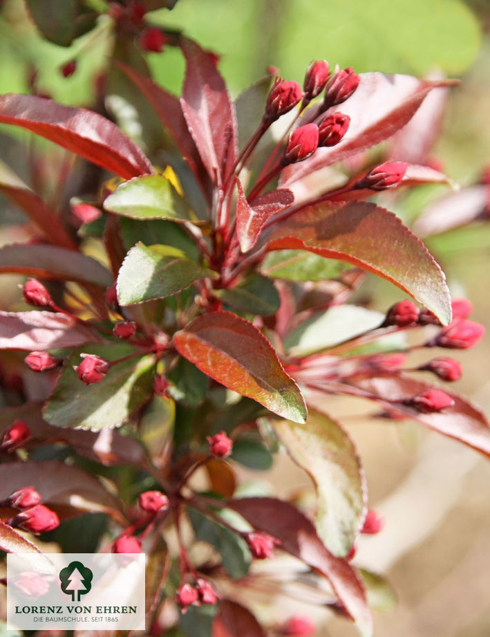 Malus 'Cardinal'