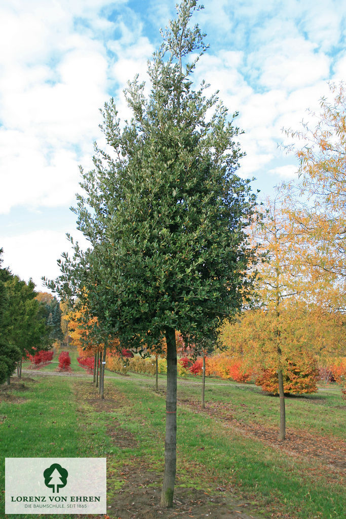 Quercus ilex