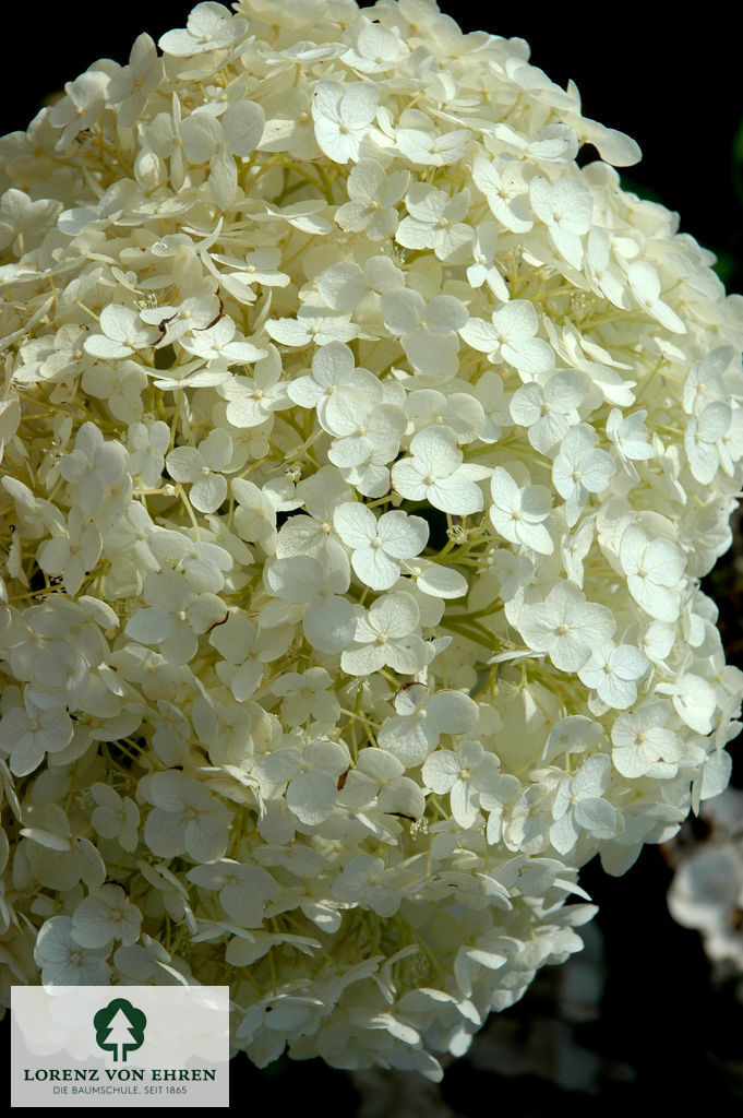 Hydrangea arborescens 'Annabelle'