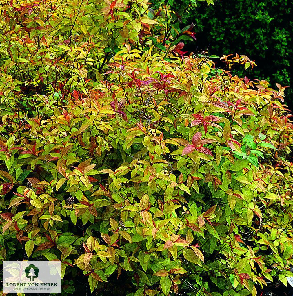 Spiraea japonica 'Goldflame'