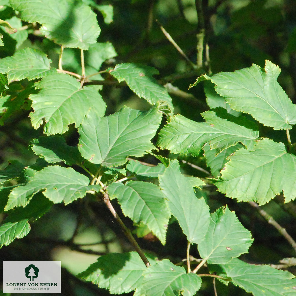 Acer tataricum