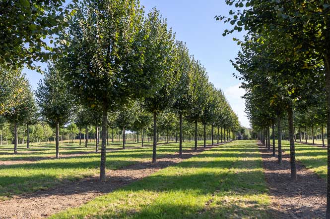 Tilia cordata Greenspire von Ehren Große Linden in der Bausmschule von Ehren