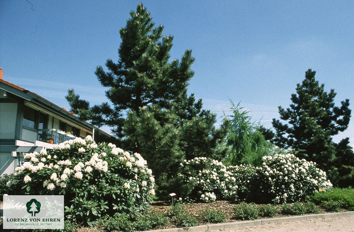 Rhododendron Hybride 'Cunninghams White'