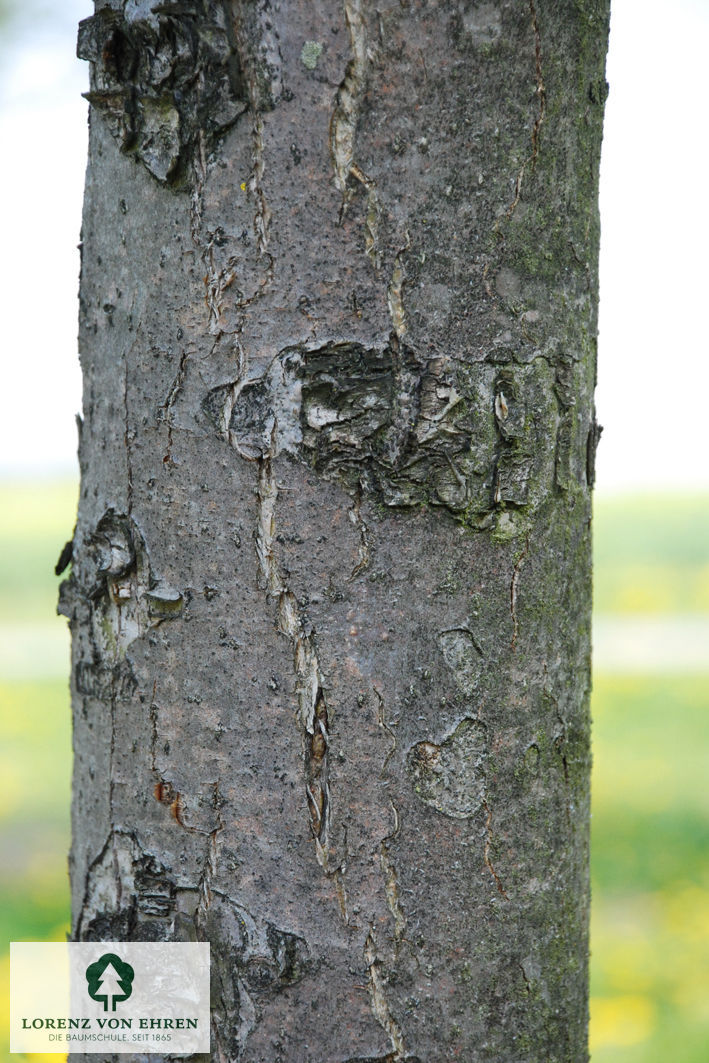 Malus 'John Downie'