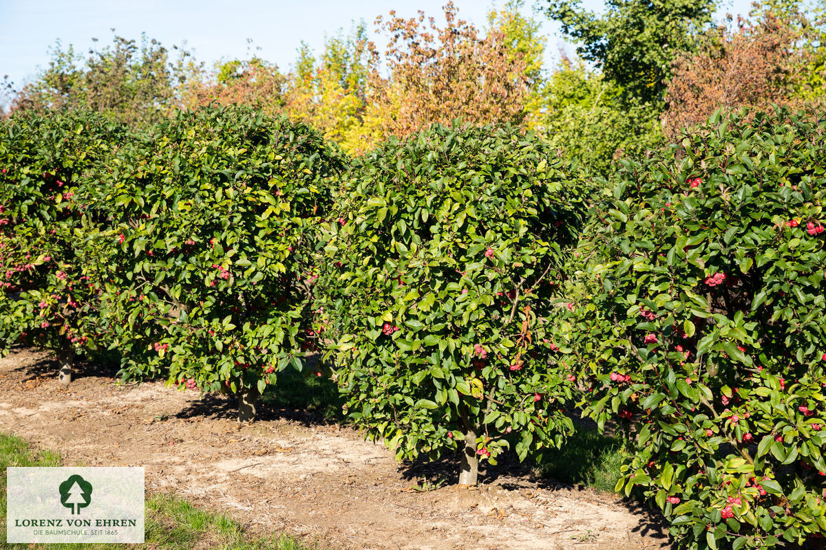 Malus 'Red Sentinel'