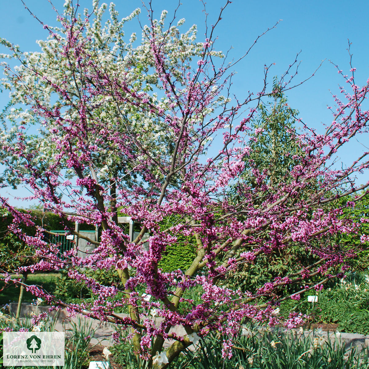 Cercis canadensis 'Forest Pansy'