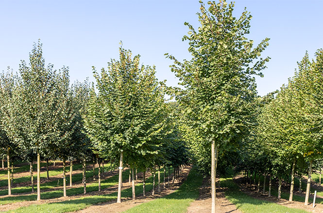 Tilia platyphyllos
