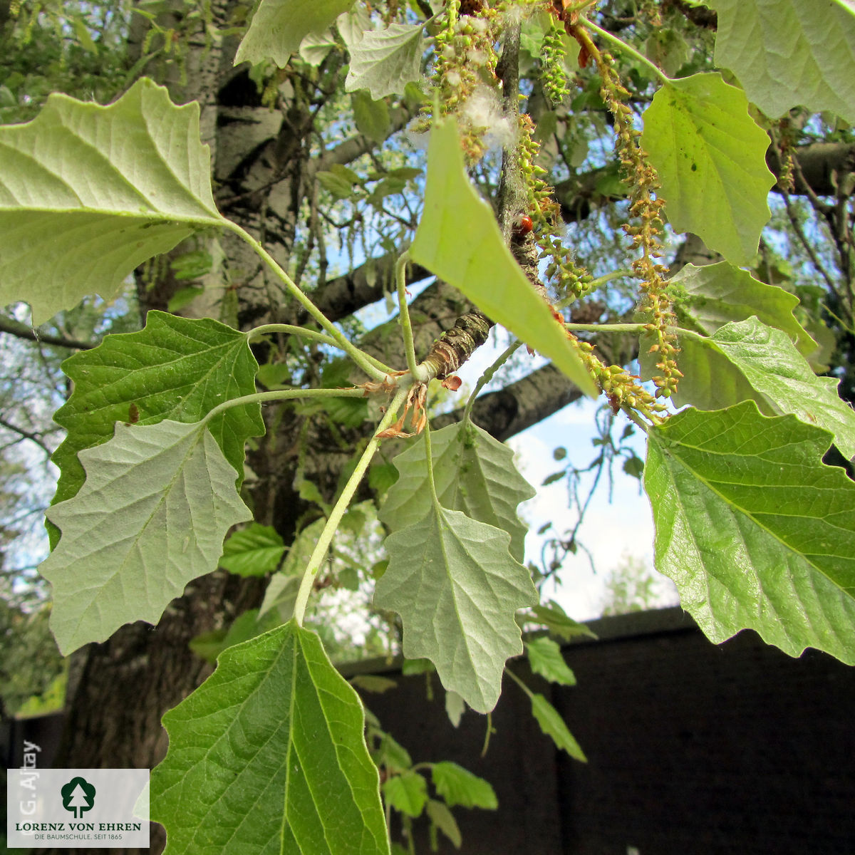 Populus canescens