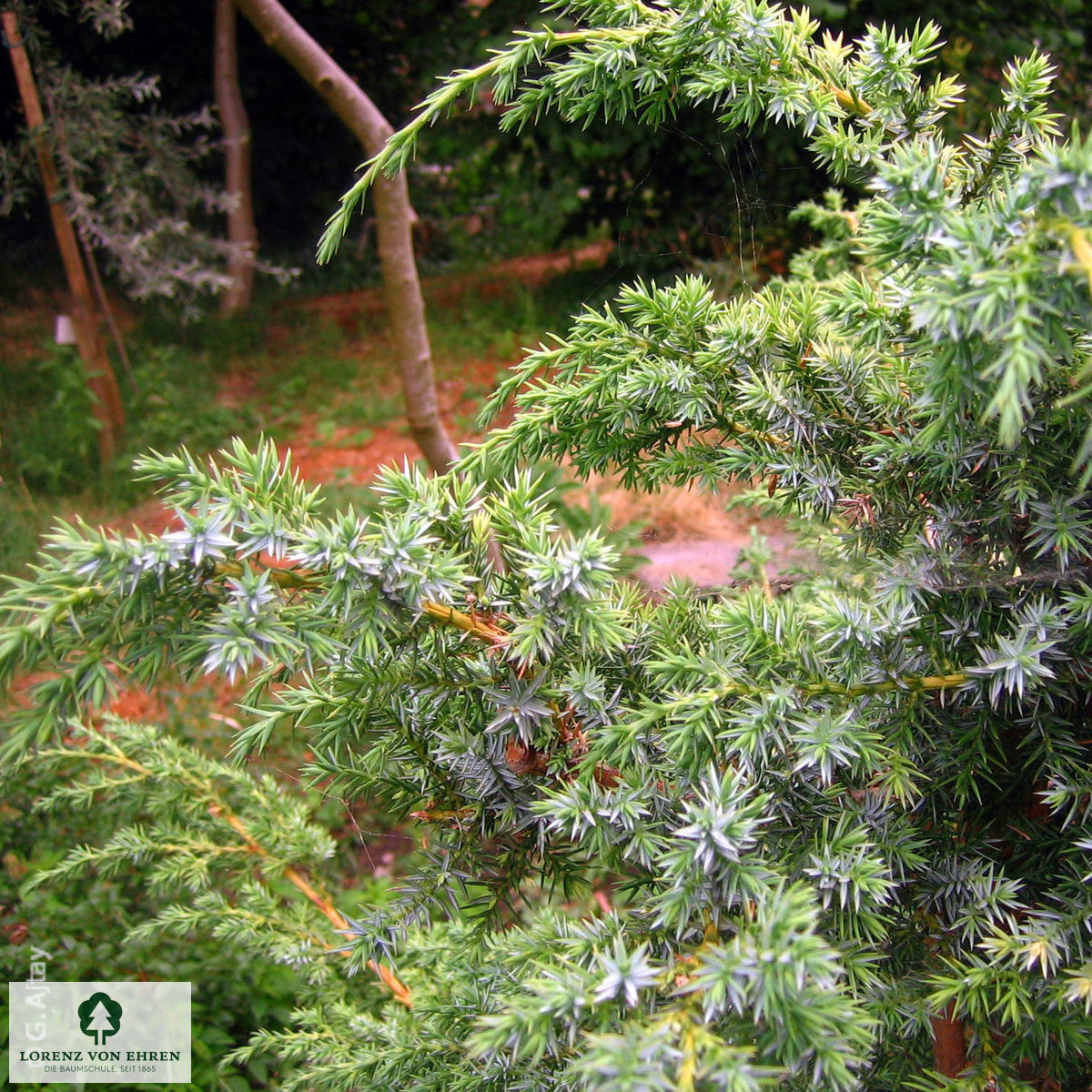 Juniperus chinensis 'Blue Alps'