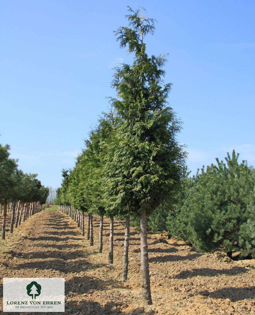 Thuja plicata 'Excelsa'