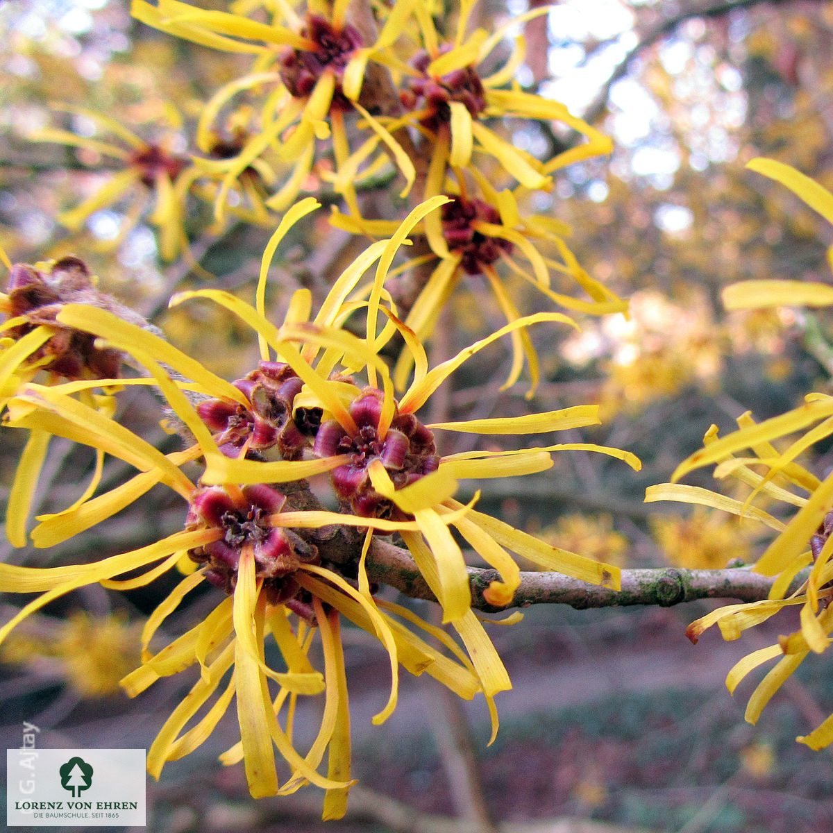 Hamamelis mollis