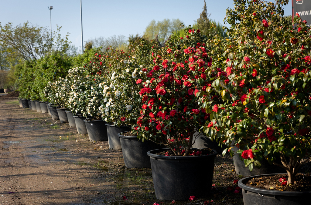Container Camelia Rot blühende Camelien