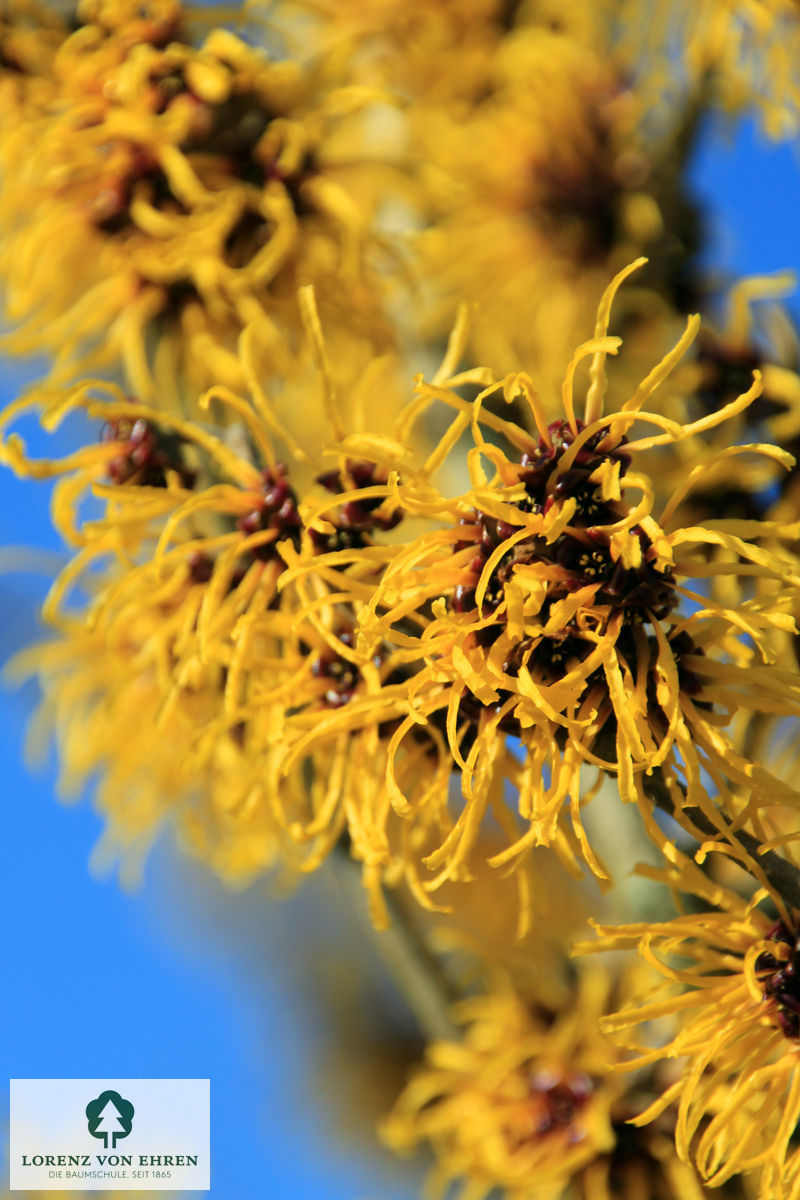 Hamamelis intermedia 'Pallida'