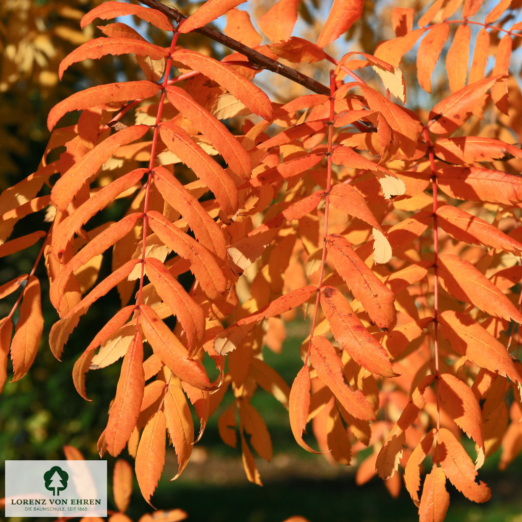 Sorbus domestica