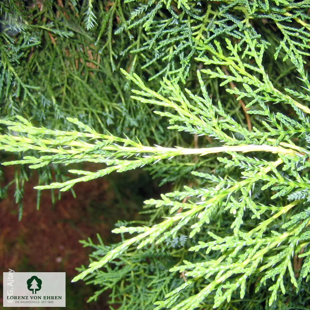 Juniperus media 'Pfitzeriana Aurea'