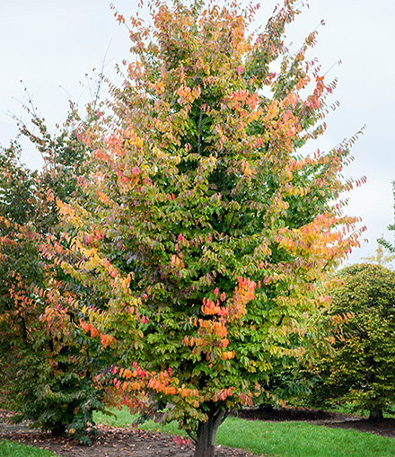 Rote und gelbe Blätter, viele bunte Farben an diesem schlanken Eisenholzbaum