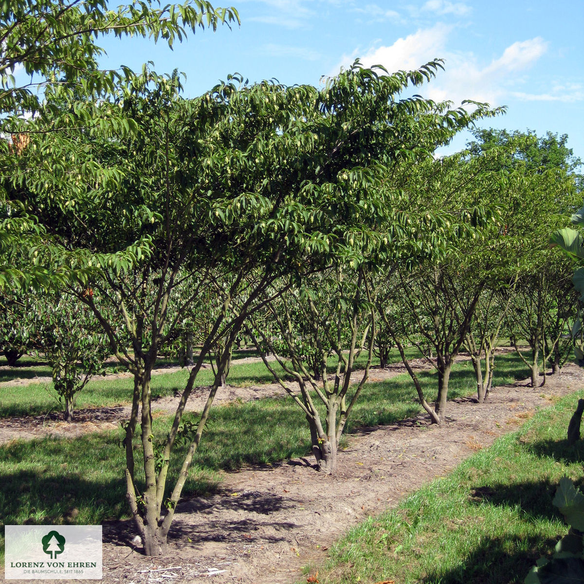 Carpinus japonica