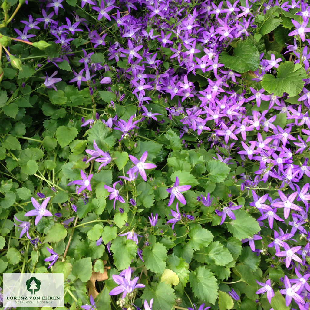 Campanula poscharskyana 'Blauranke'