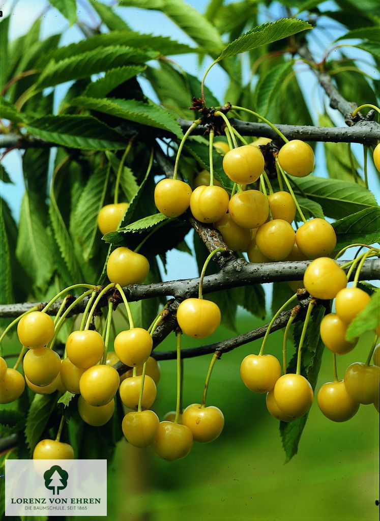 Prunus avium 'Dönissens Gelbe Knorpelkirsche'