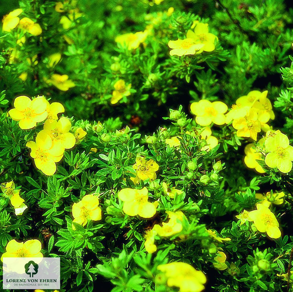 Potentilla fruticosa 'Kobold'