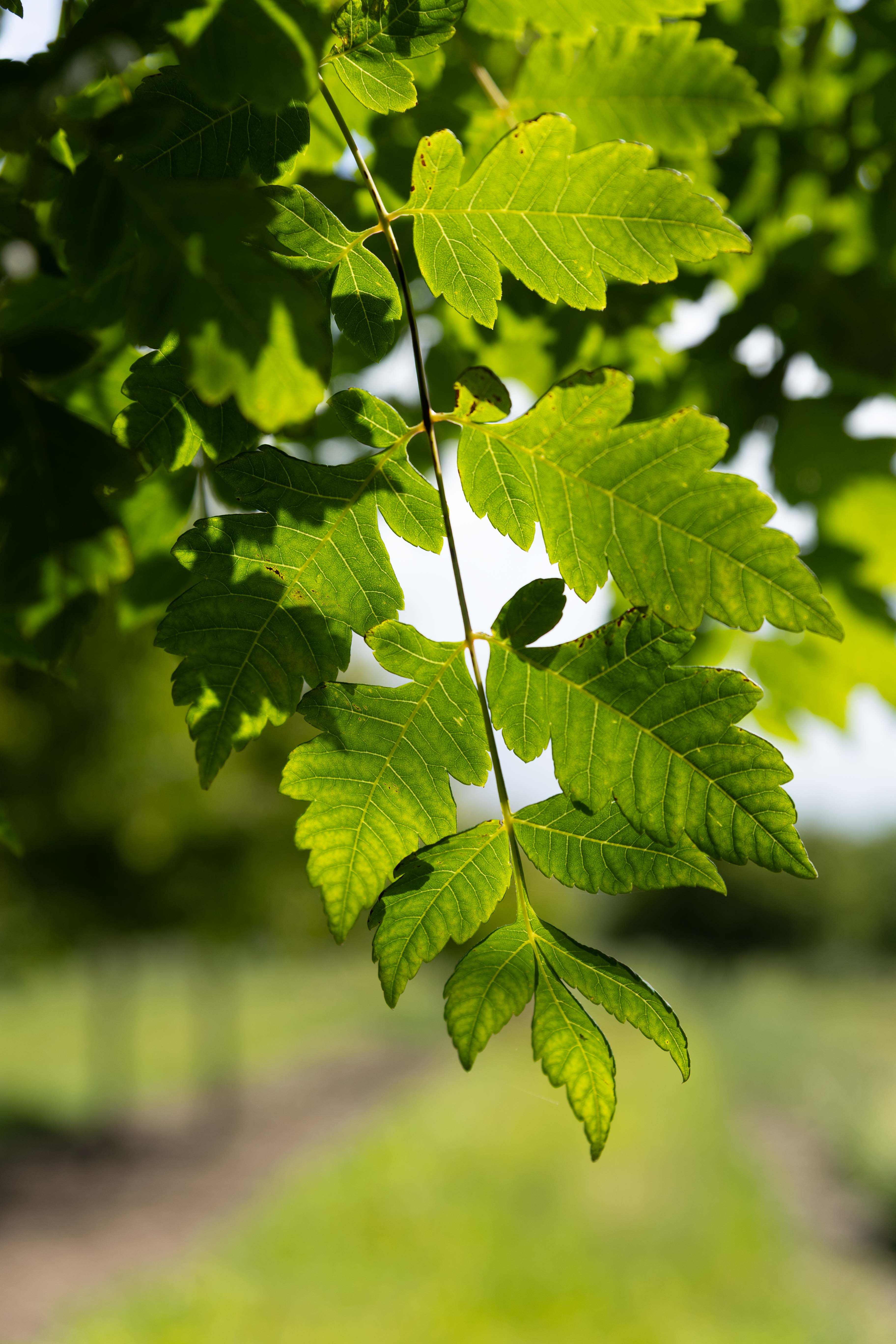 Blätter der Blasenesche