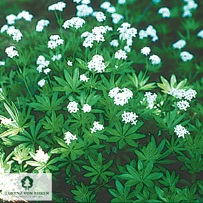 Galium odoratum