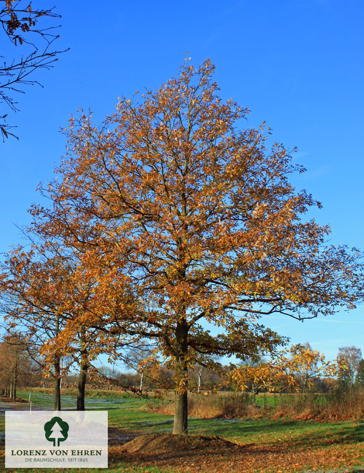 Quercus cerris