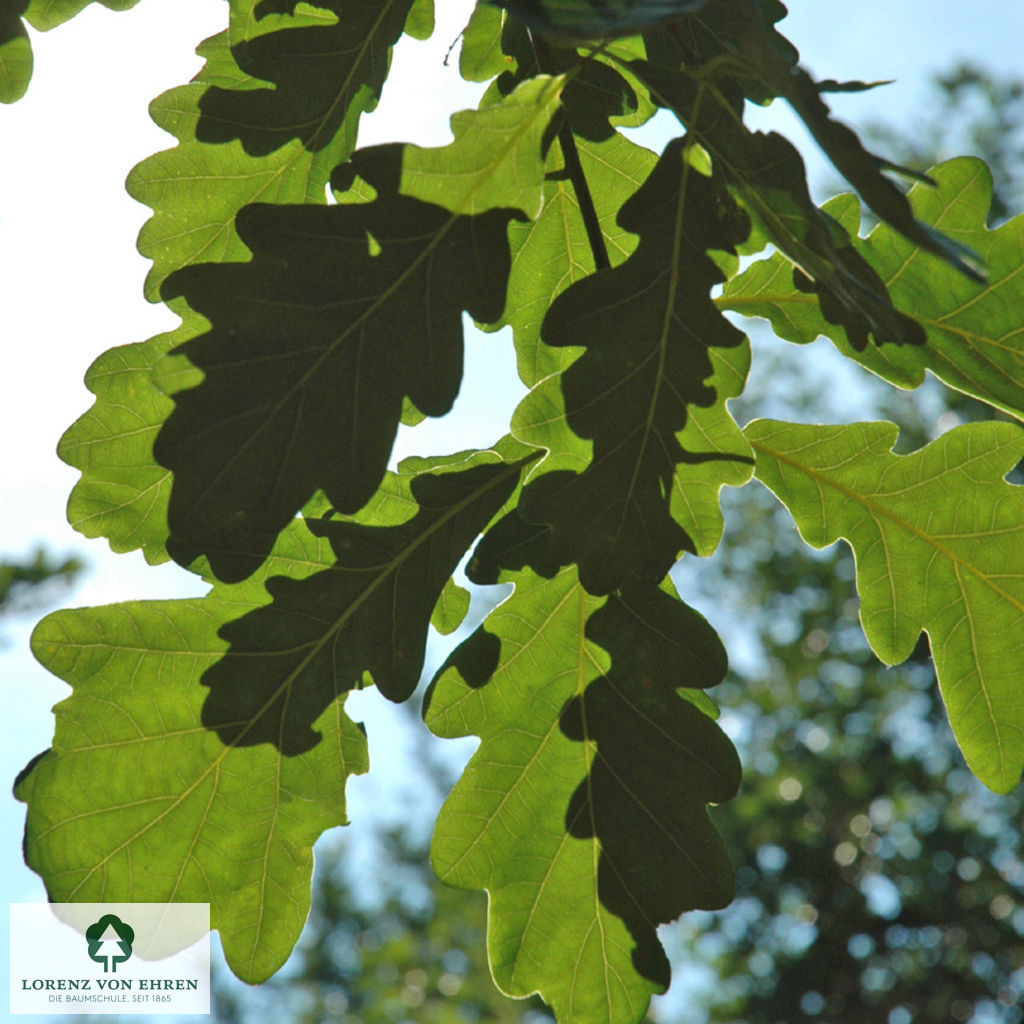 Quercus robur