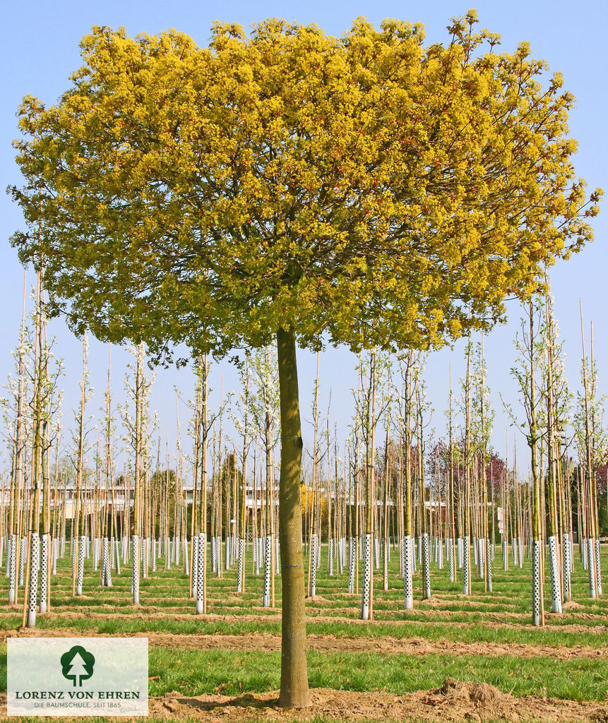 Acer platanoides 'Globosum'