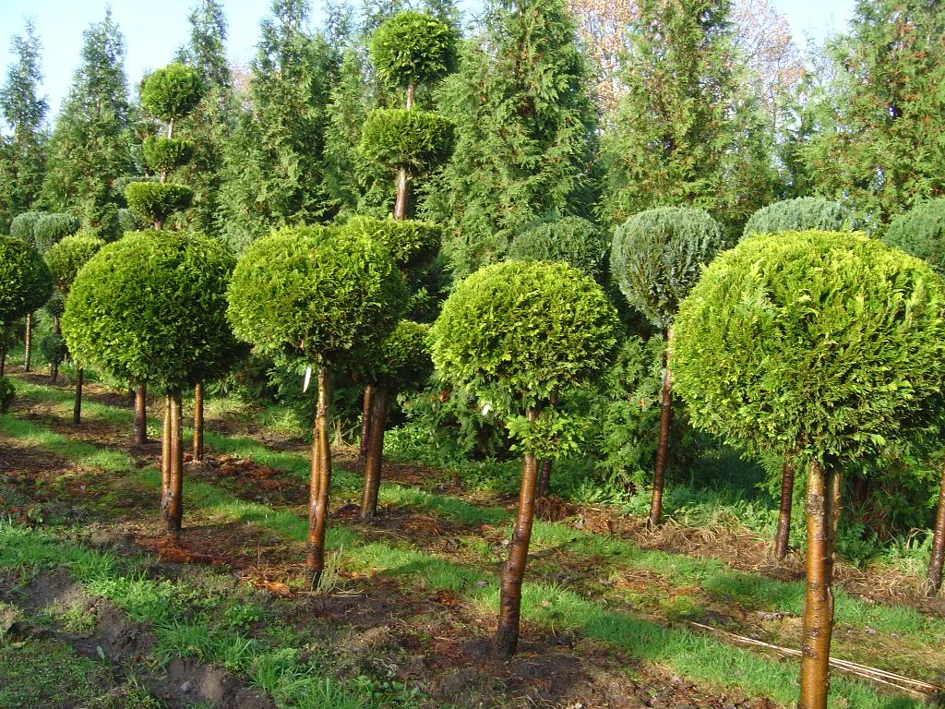 Chamaecyparis lawsoniana Kelleris Gold Kugel auf Stamm in Reihe