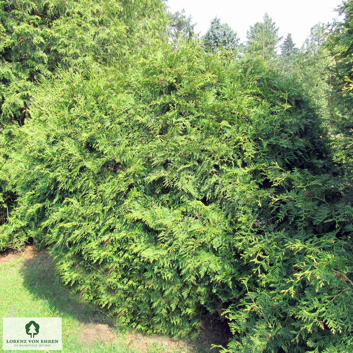 Thuja occidentalis 'Woodwardii'