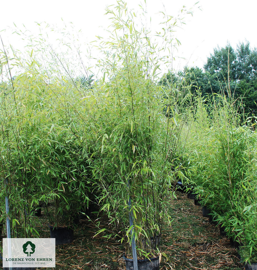 Phyllostachys humilis