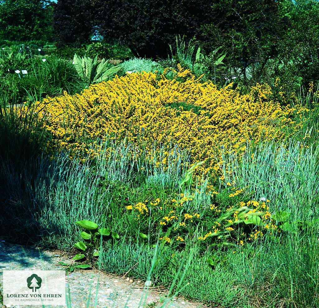 Genista tinctoria 'Plena'