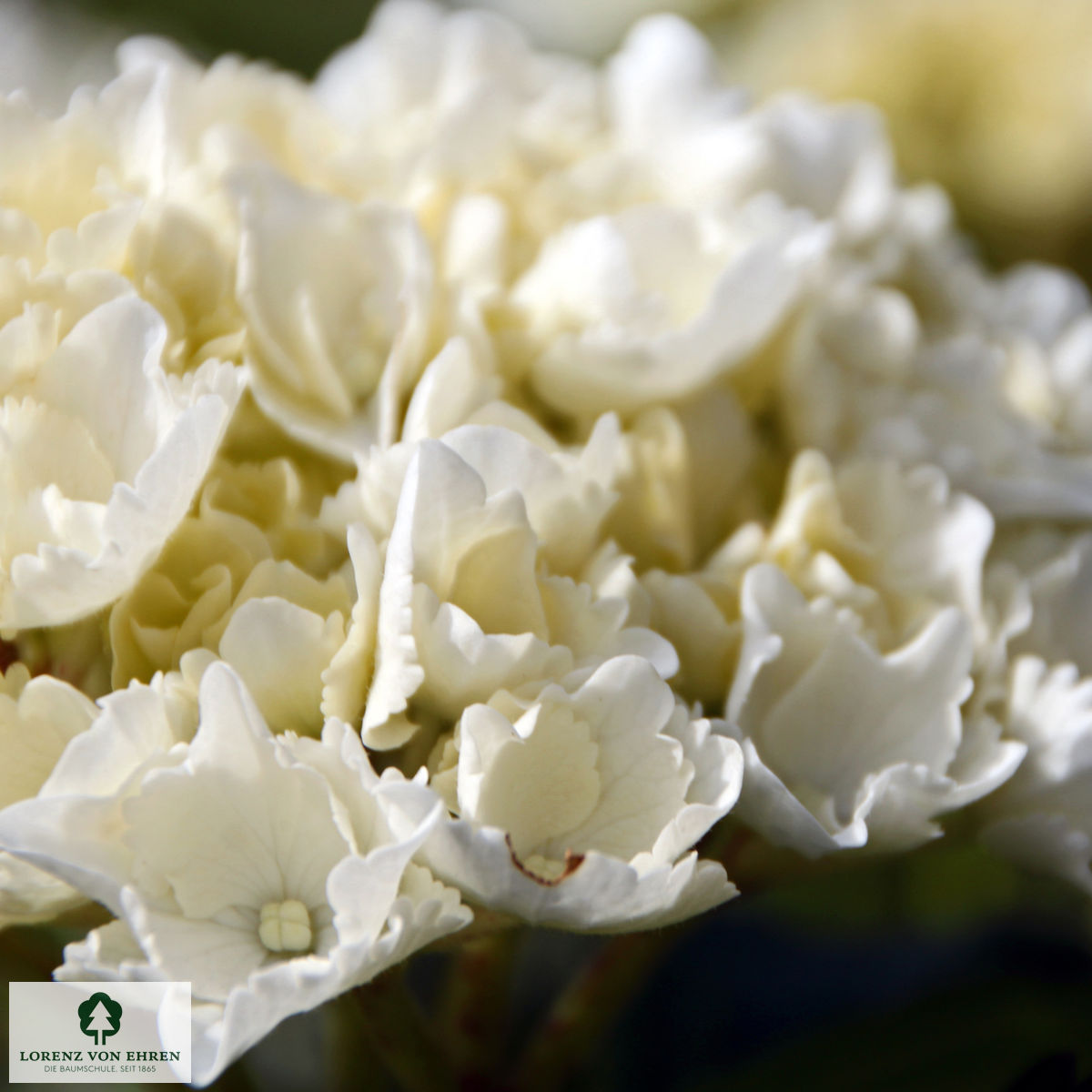 Hydrangea macrophylla 'Nymphe'