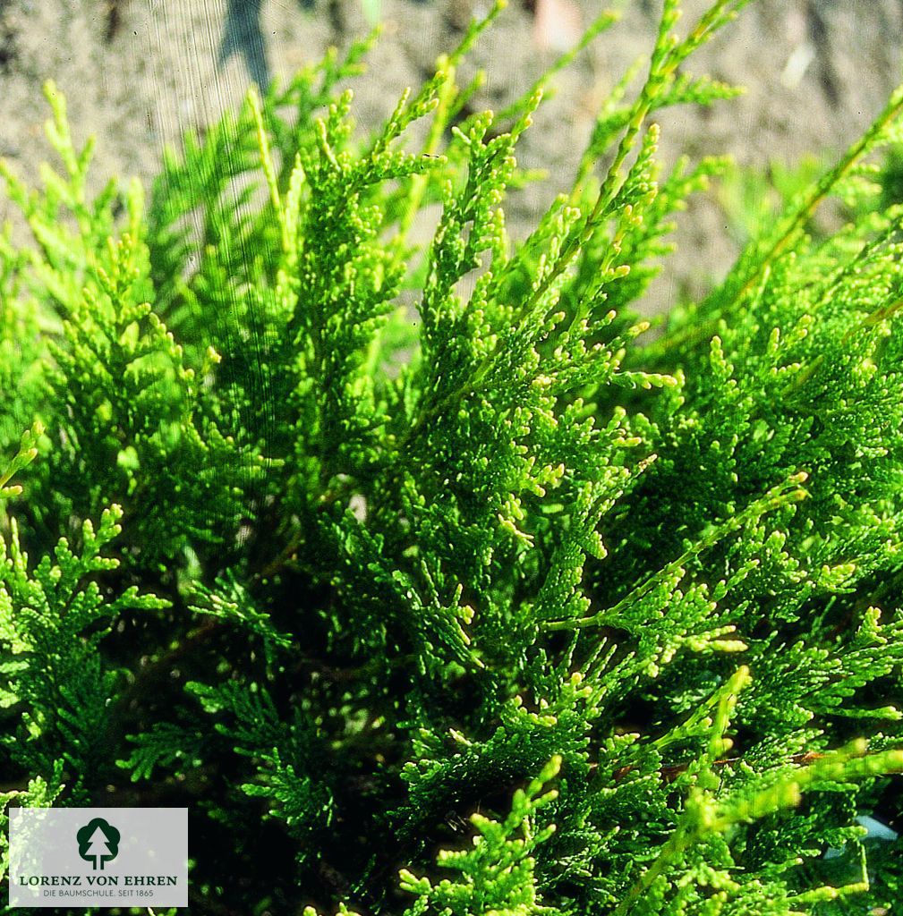 Thuja plicata 'Aurescens'