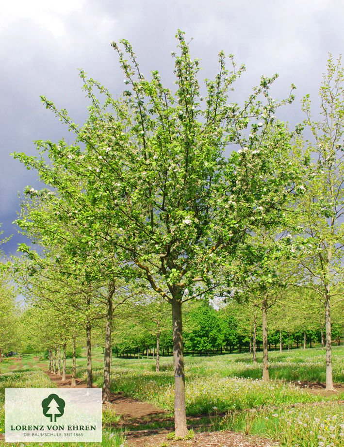 Malus domestica 'Roter Boskoop'